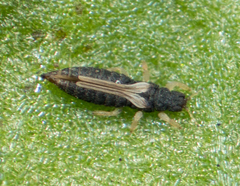 Heliothrips haemorrhoidalis