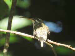 Phaethornis hispidus