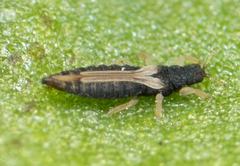 Heliothrips haemorrhoidalis