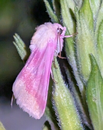 Primrose Moth photo 6