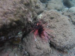 Pterois cincta