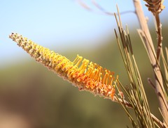 Grevillea eriostachya