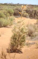 Grevillea eriostachya