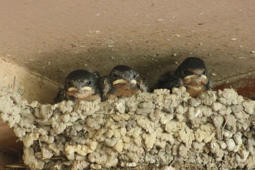 Barn Swallow