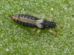 Heliothrips haemorrhoidalis