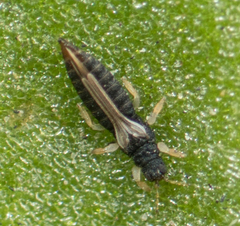 Heliothrips haemorrhoidalis