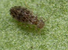 Ectopsocus strauchi