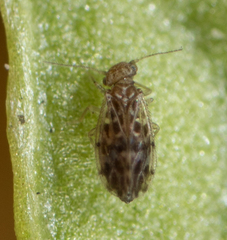 Ectopsocus strauchi