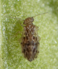 Ectopsocus strauchi