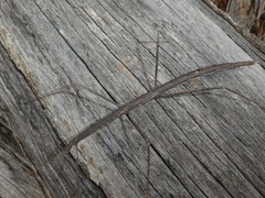 Hyrtacus tuberculatus