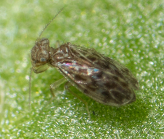 Ectopsocus strauchi
