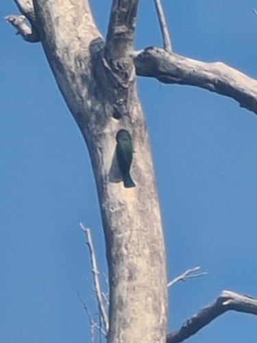 Coppersmith Barbet