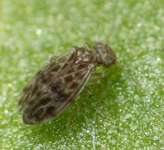 Ectopsocus strauchi