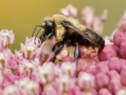 Brown-belted bumble bee