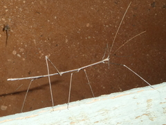 Hyrtacus tuberculatus