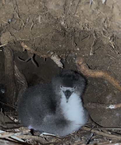 Puffinus newelli observed 2025-08-11