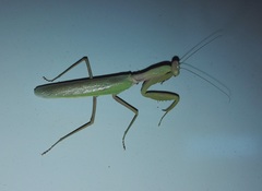 Hierodula transcaucasica