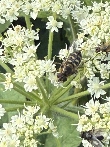 Unknown species found near Glacier National Park, Glacier County, US-MT, US