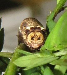 Colocleora divisaria