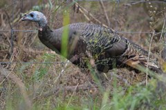 Meleagris gallopavo intermedia
