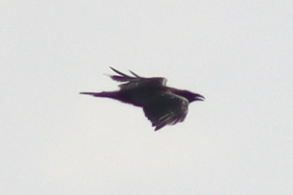 Common Raven