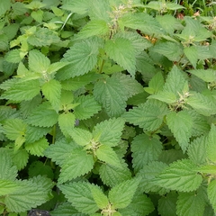 Urtica dioica