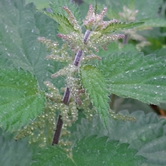 Urtica dioica