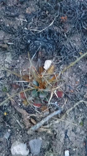 Leuchtenbergia principis