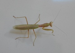 Hierodula transcaucasica