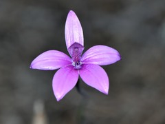 Elythranthera emarginata