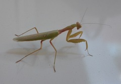 Hierodula transcaucasica