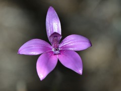 Elythranthera emarginata