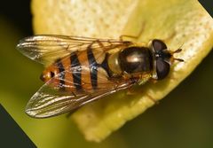 Epistrophe melanostoma