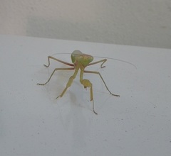 Hierodula transcaucasica