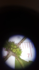 Lycopus angustifolius