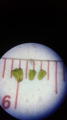 Lycopus angustifolius