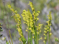 Tripterococcus brunonis