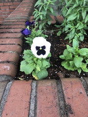 Viola × wittrockiana