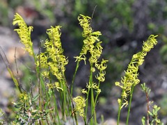 Tripterococcus brunonis