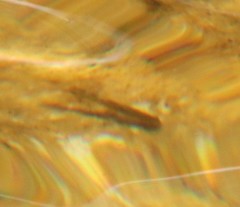 Pseudobarbus burchelli