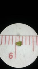 Lycopus angustifolius