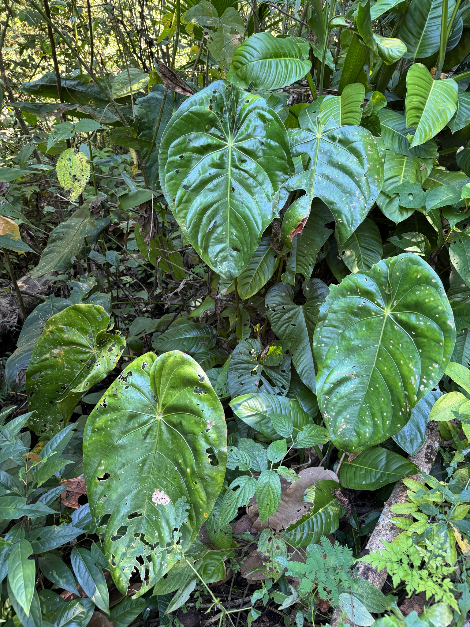Anthurium peltatum Poepp. 3