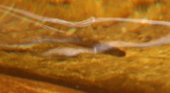 Pseudobarbus burchelli