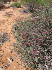 Eremophila maculata