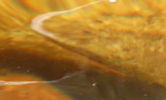 Pseudobarbus burchelli