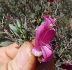 Eremophila maculata