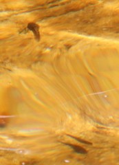 Pseudobarbus burchelli