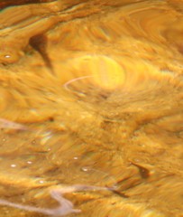 Pseudobarbus burchelli