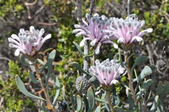 Petrophile linearis
