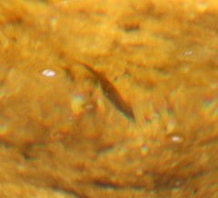 Pseudobarbus burchelli